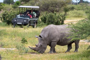 Neushoorn tijdens gamedrive